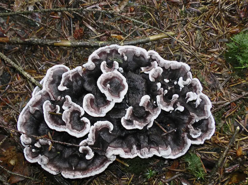 Korkoząb ciemny (Phellodon melaleucus) — zdjęcie 1 z 4