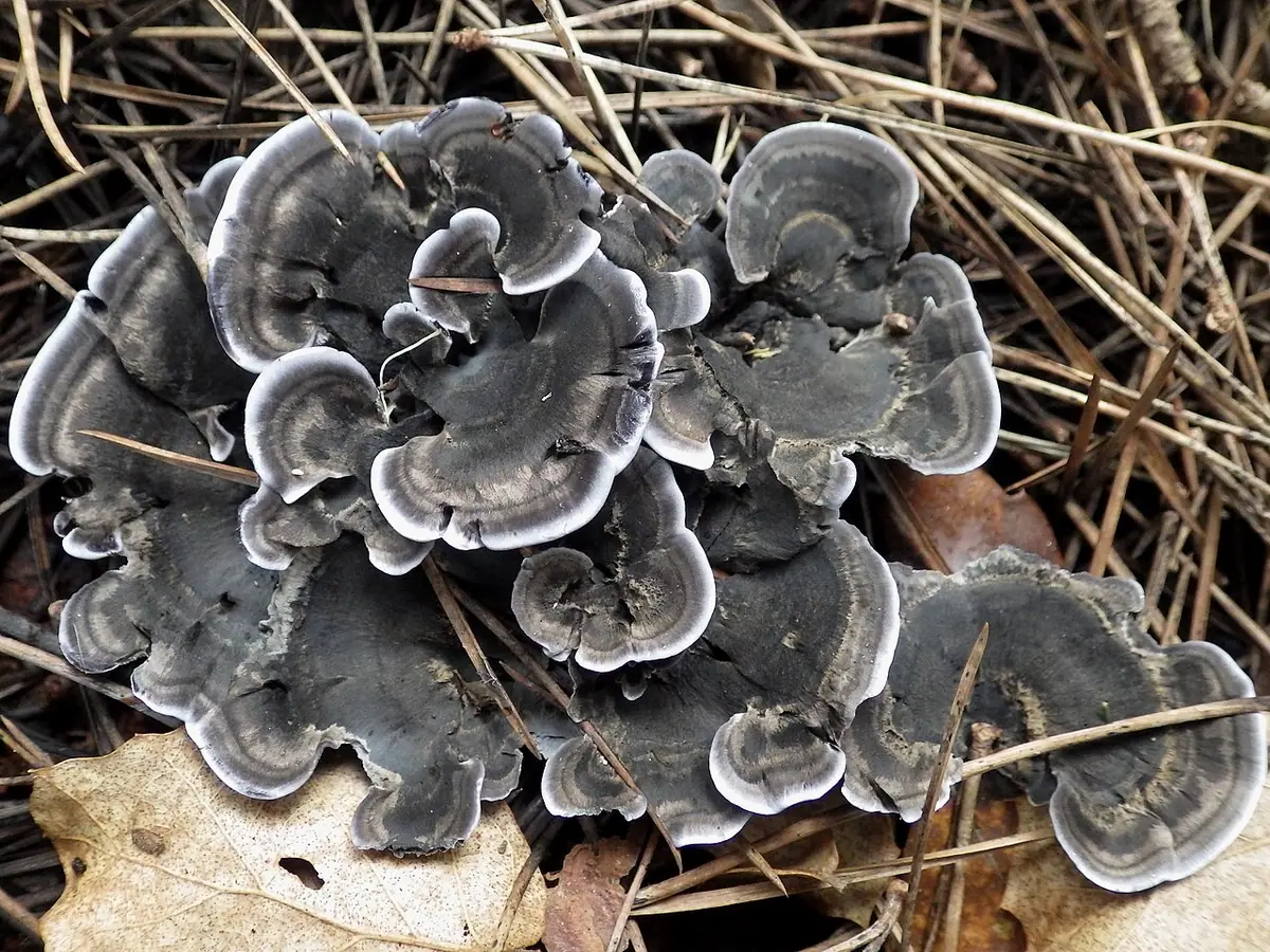 Korkoząb czerniawy (Phellodon niger) — zdjęcie 1 z 4