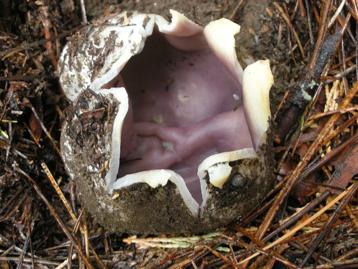 Koronica ozdobna (Sarcosphaera coronaria) — zdjęcie 1 z 4