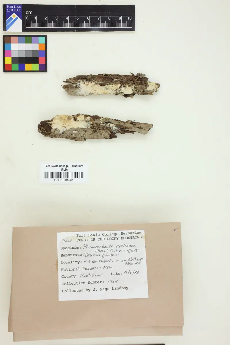 Korownica orzechobarwna (Phanerochaete avellanea)