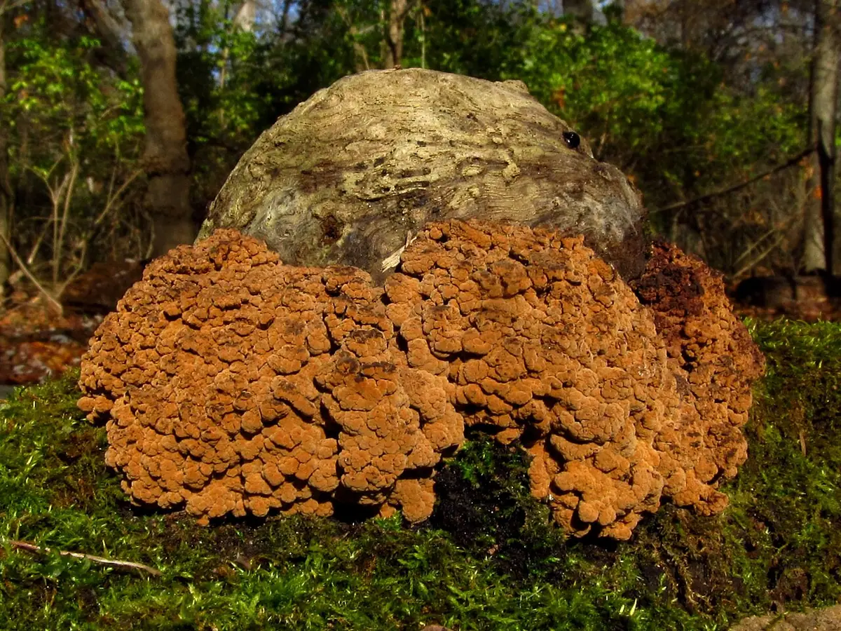Korzak różnokształtny (Ionomidotis irregularis) — zdjęcie 1 z 4