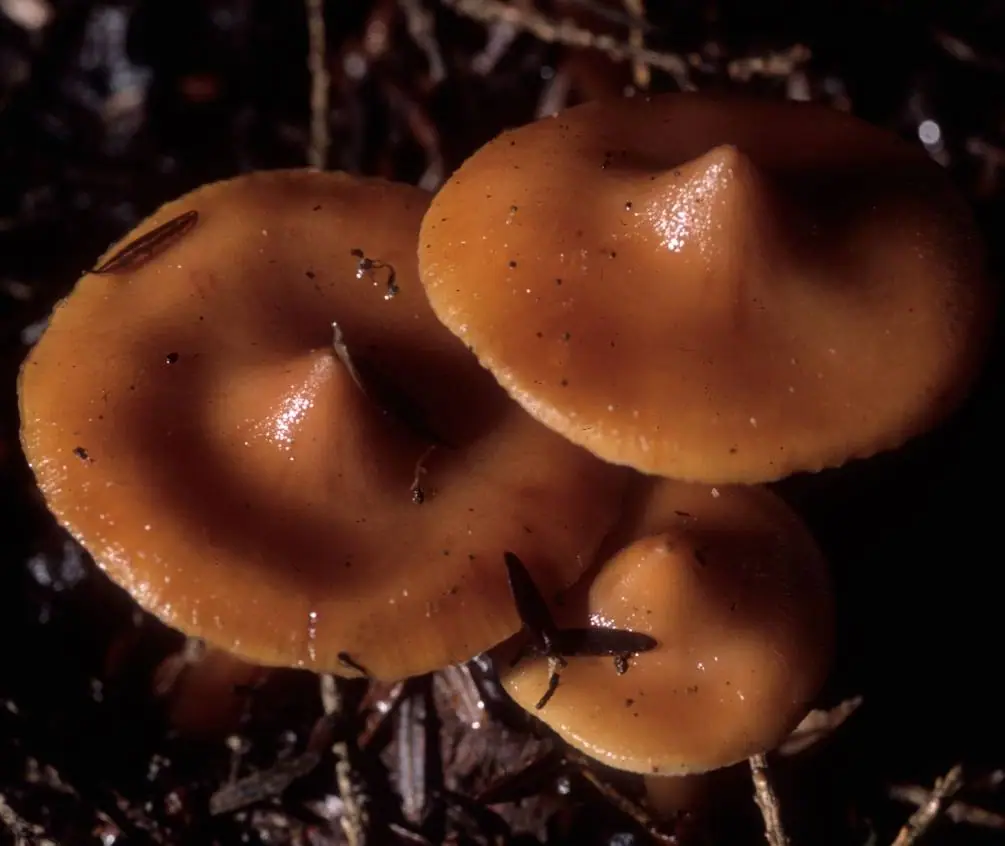 Korzenianka marcepanowa (Phaeocollybia christinae) — zdjęcie 1 z 4