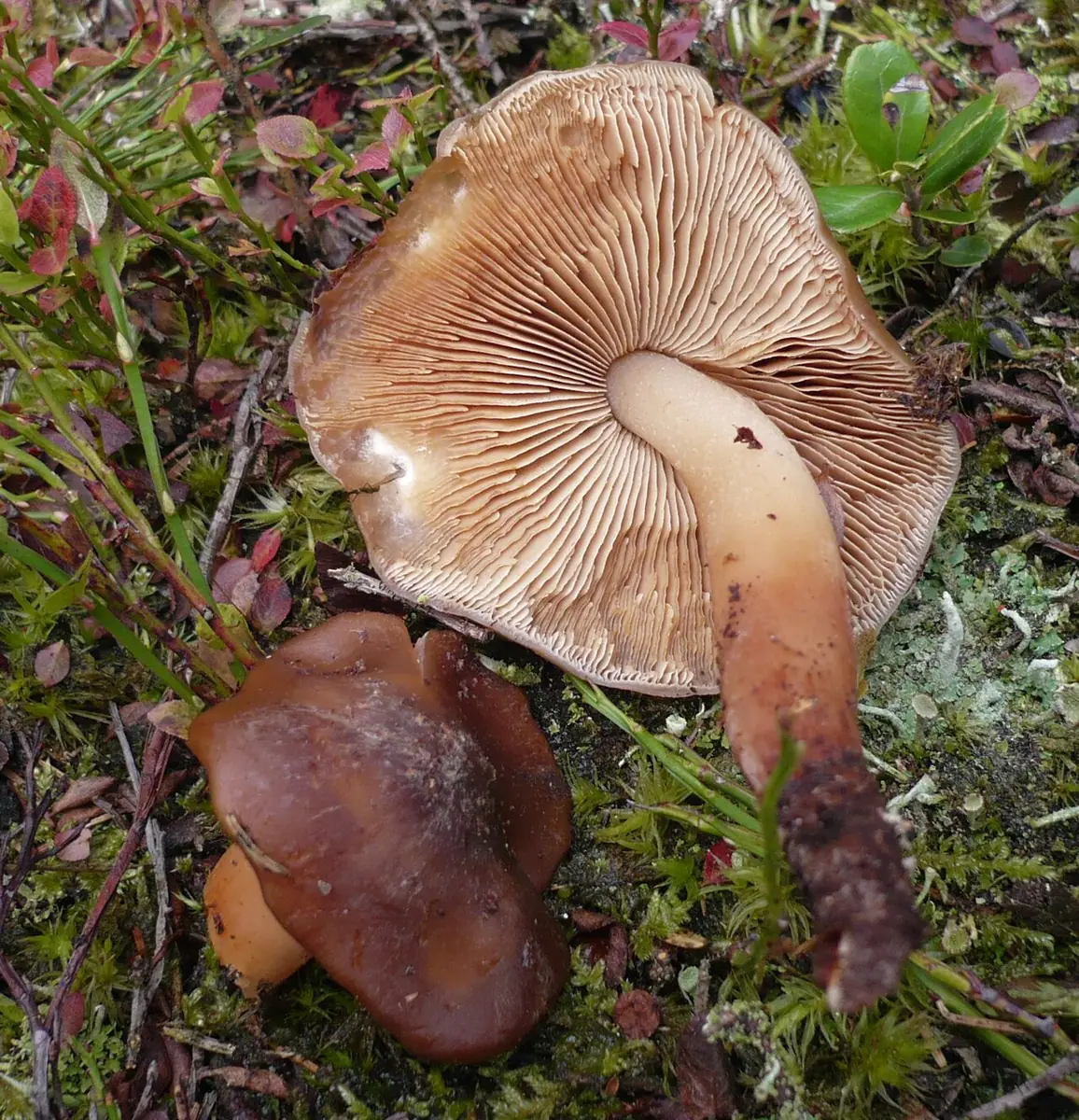 Korzenianka okazała (Phaeocollybia lugubris) — zdjęcie 1 z 4