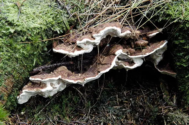 Korzeniowiec sosnowy (Heterobasidion annosum) — zdjęcie 1 z 4