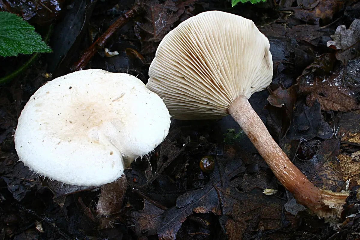 Kosmatek strzępiastobrzegi (Ripartites tricholoma) — zdjęcie 1 z 3