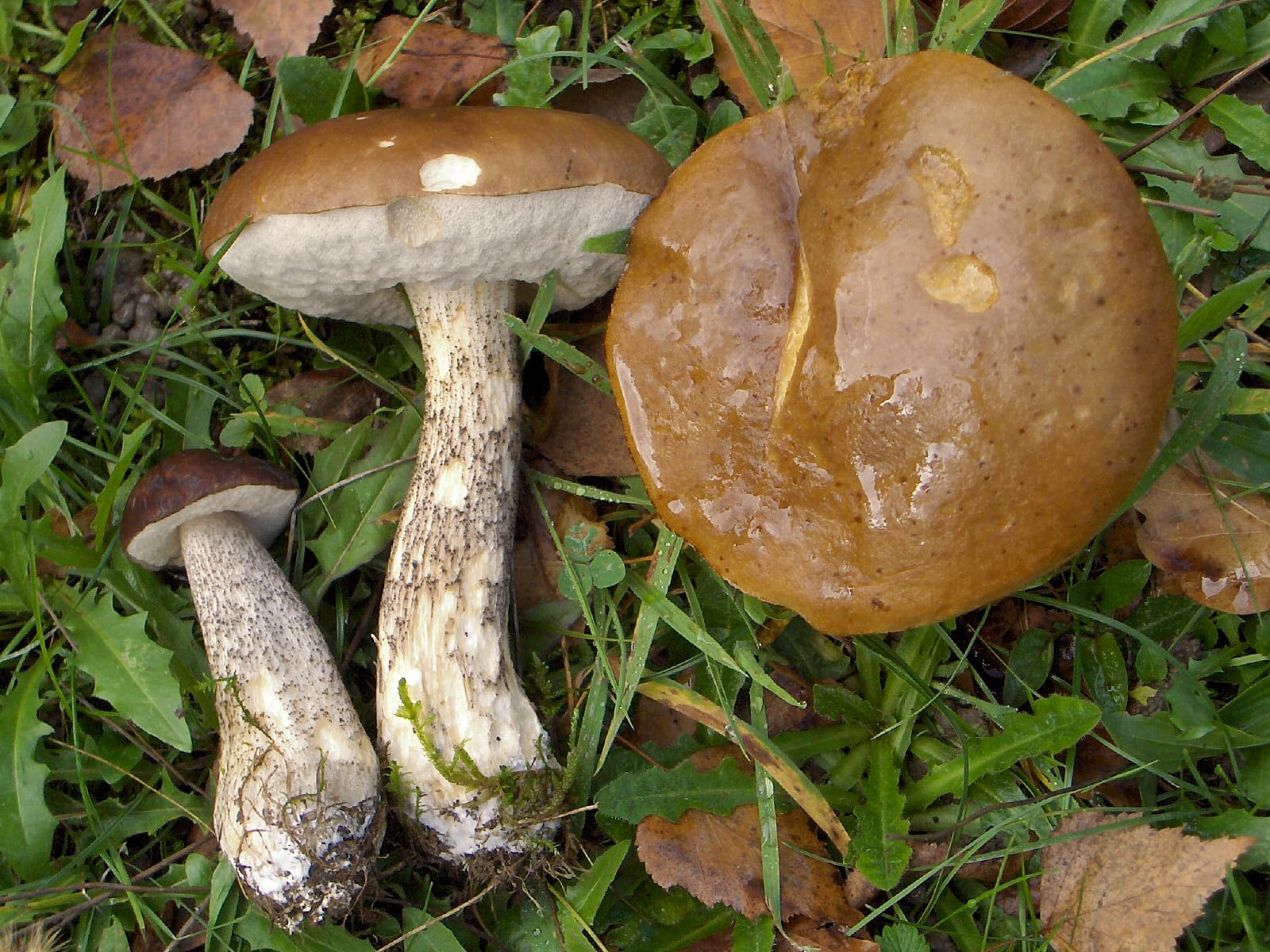 Koźlarz babka (Leccinum scabrum) — zdjęcie 1 z 4