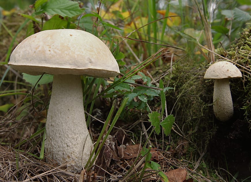 Koźlarz białawy (Leccinum holopus) — zdjęcie 1 z 4