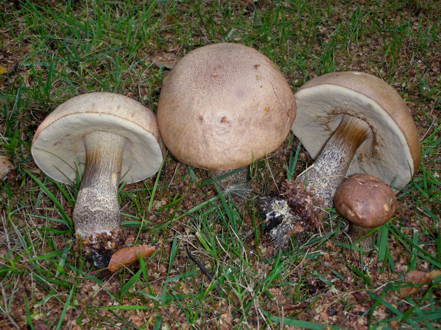 Koźlarz brązowoszary (Leccinum cyaneobasileucum) — zdjęcie 1 z 4