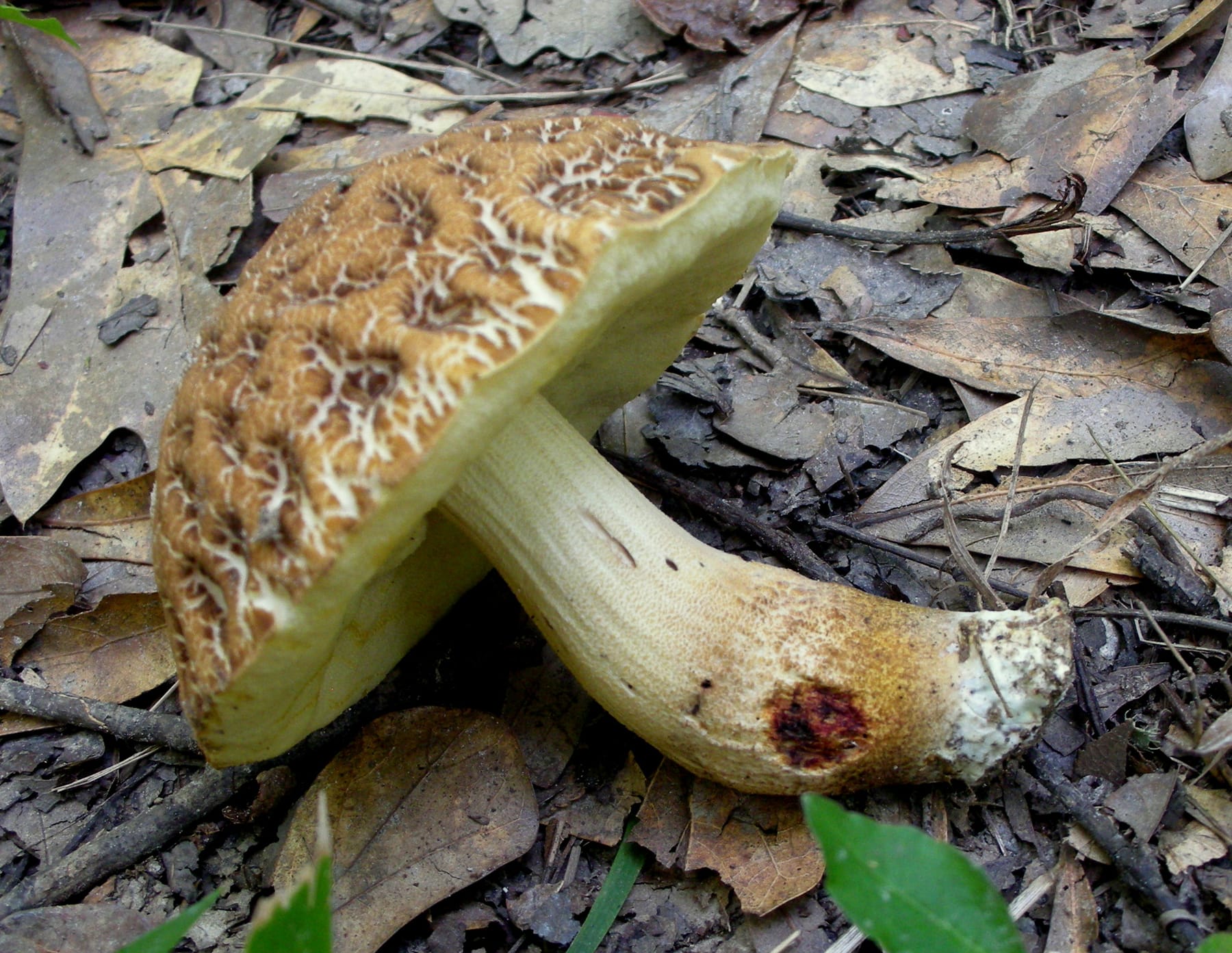 Koźlarz bruzdkowany (Leccinum crocipodium) — zdjęcie 1 z 4