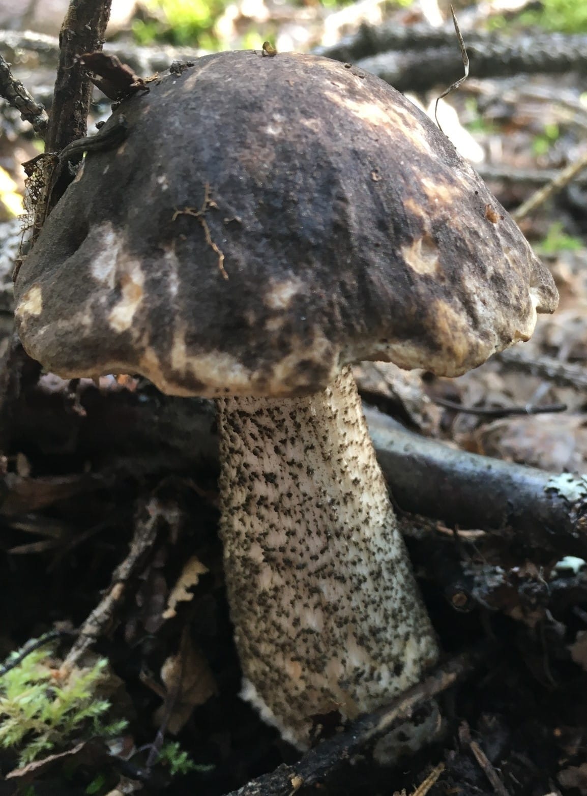 Koźlarz czarnobrązowy (Leccinum melaneum) — zdjęcie 1 z 4