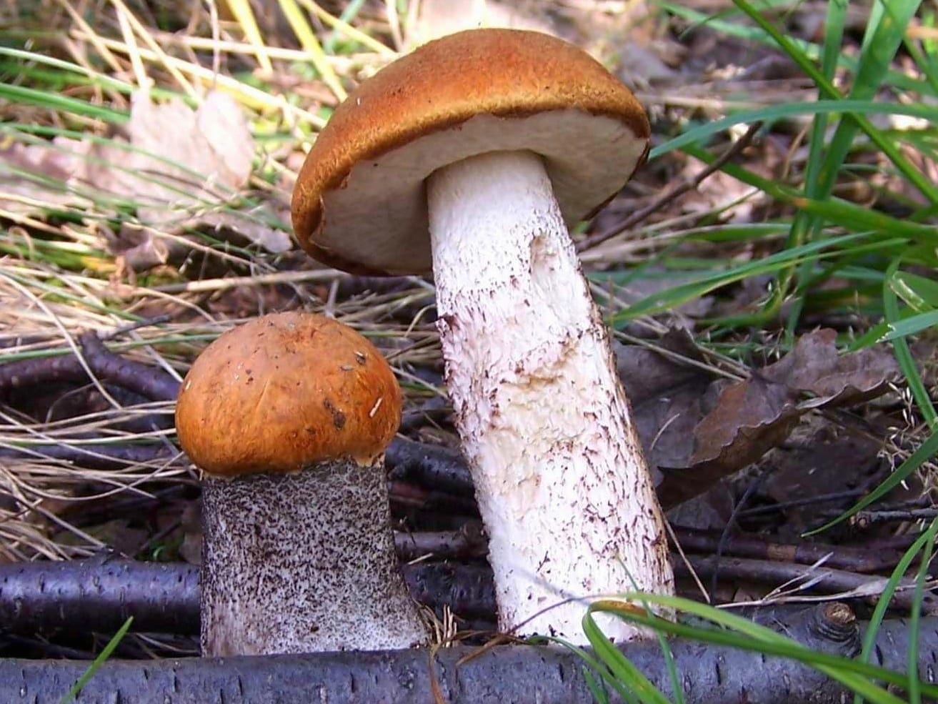 Koźlarz czerwony (Leccinum aurantiacum) — zdjęcie 1 z 4