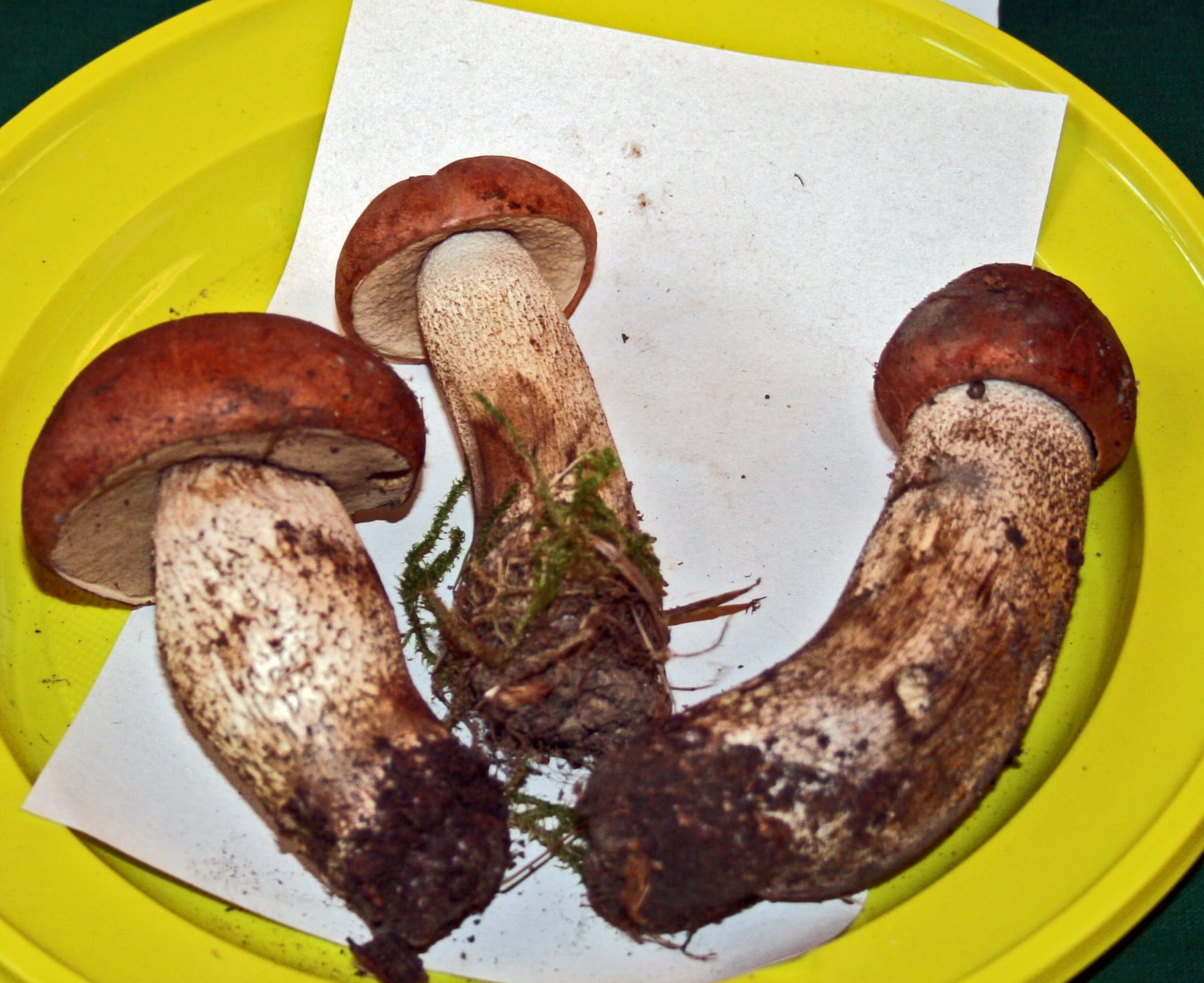 Koźlarz dębowy (Leccinum quercinum) — zdjęcie 1 z 4