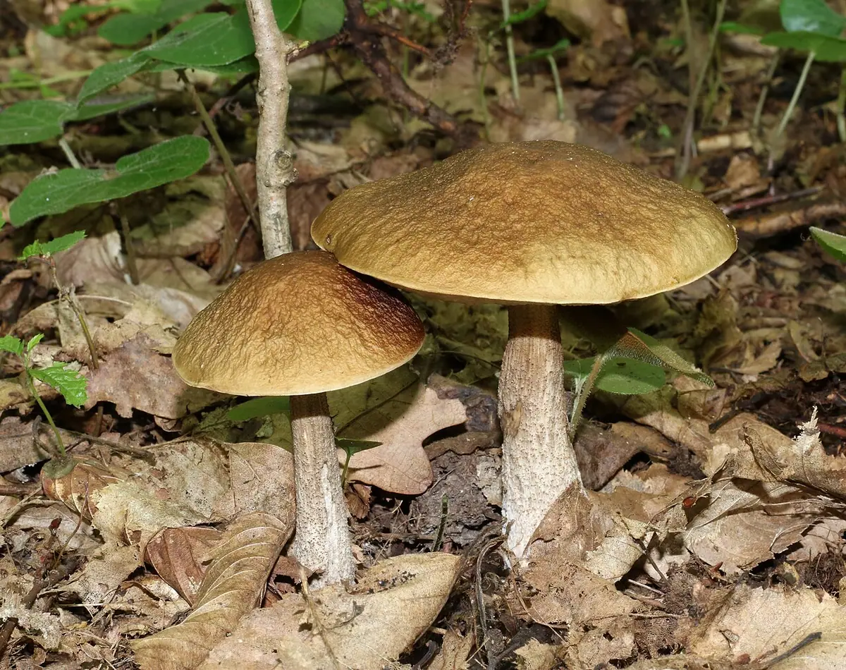 Koźlarz grabowy (Leccinum carpini) — zdjęcie 1 z 4