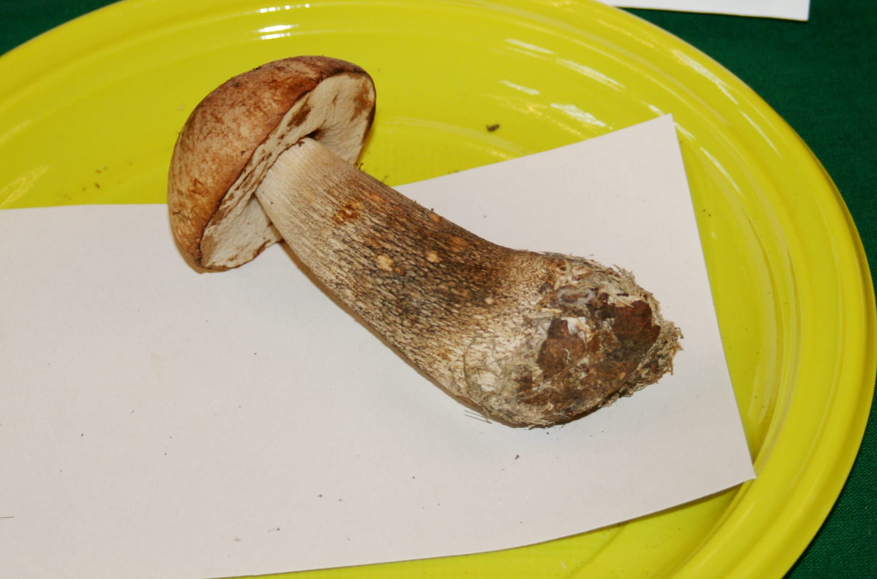 Koźlarz orzechowy (Leccinum nucatum) — zdjęcie 1 z 4
