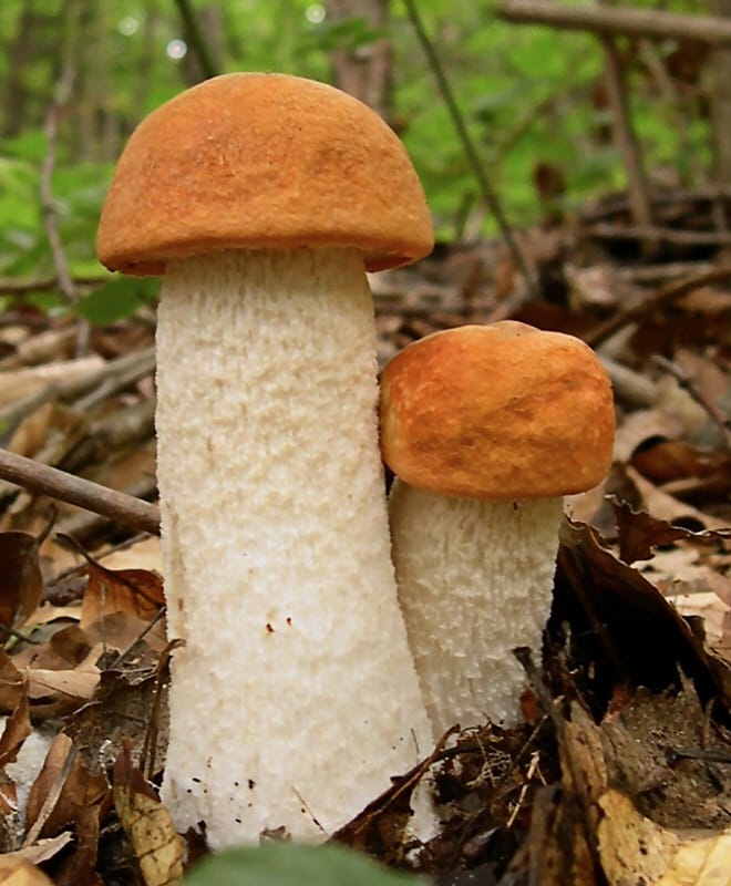 Koźlarz puchaty (Leccinum albostipitatum) — zdjęcie 1 z 4