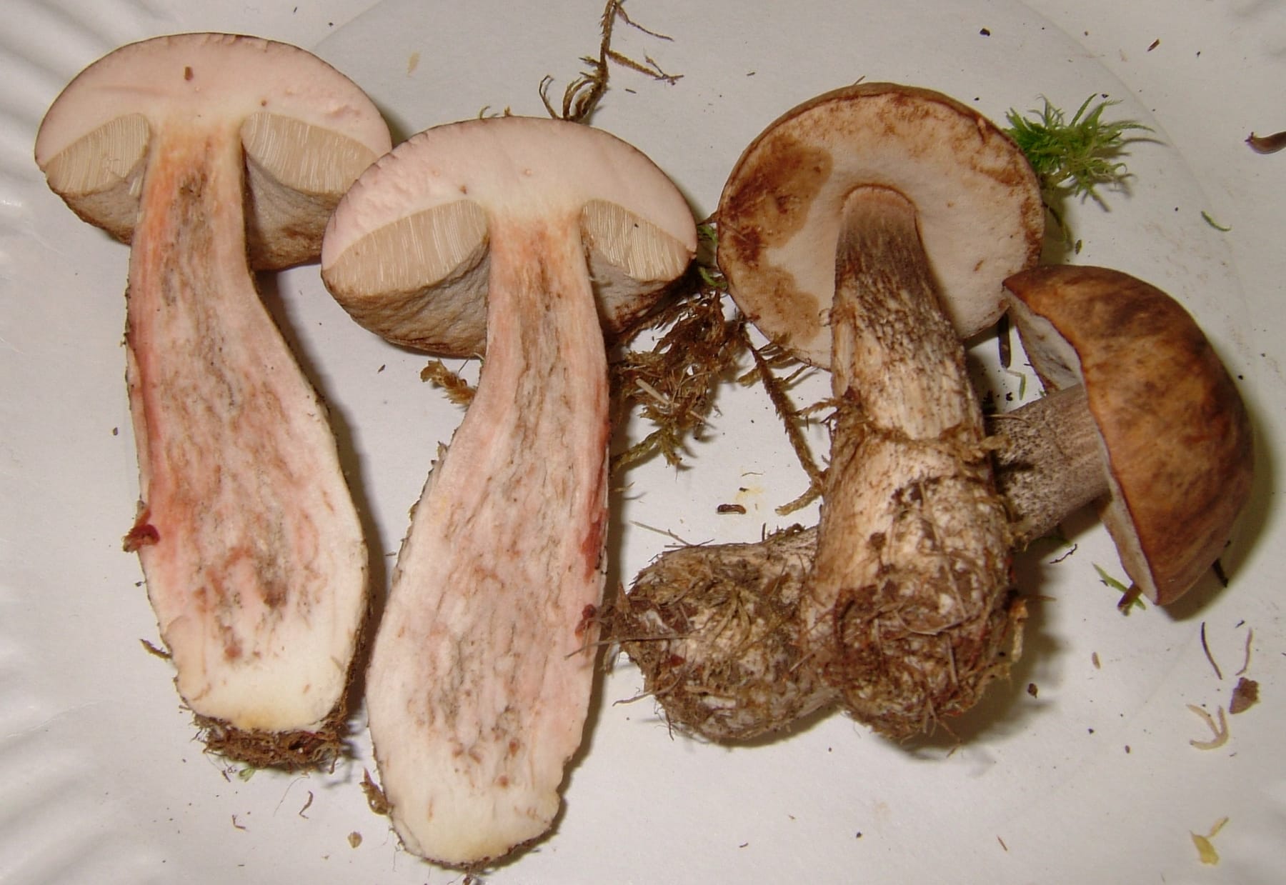 Koźlarz różowiejący (Leccinum oxydabile) — zdjęcie 1 z 4