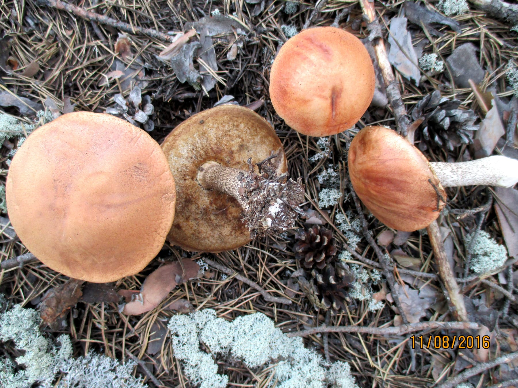 Koźlarz sosnowy (Leccinum vulpinum) — zdjęcie 1 z 4