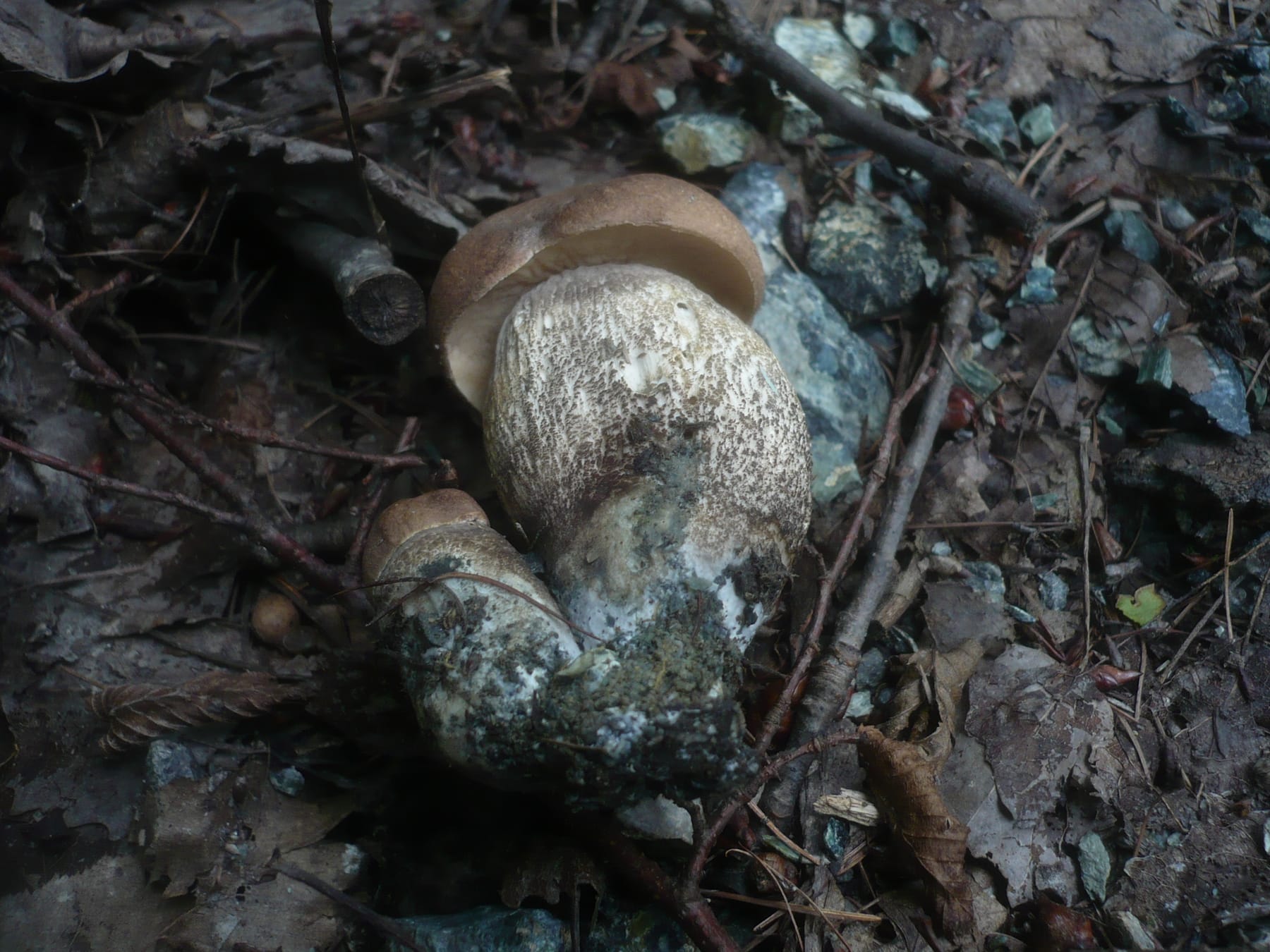 Koźlarz topolowy (Leccinum duriusculum) — zdjęcie 1 z 4