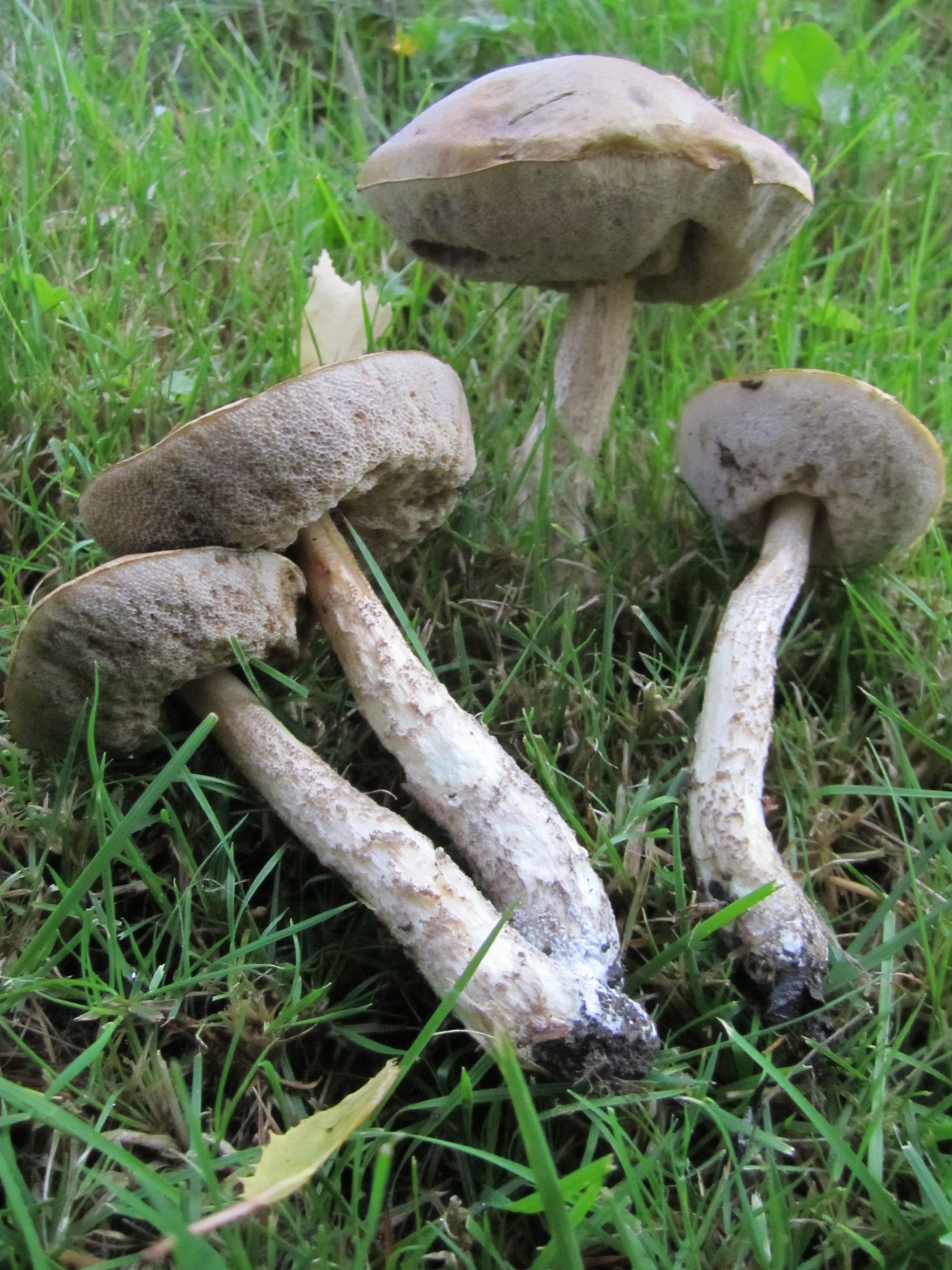 Koźlarz zielonawy (Leccinum schistophilum) — zdjęcie 1 z 4