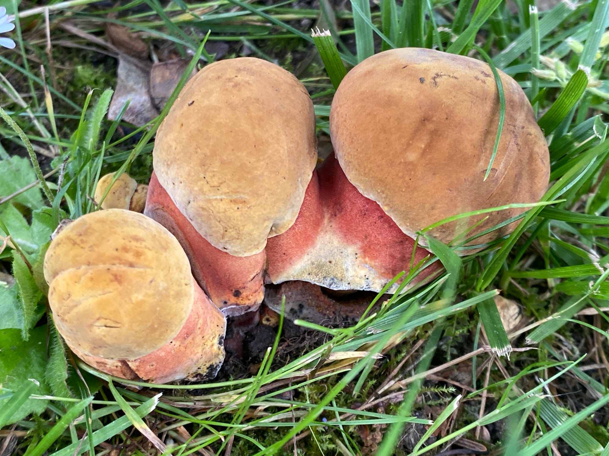 Krasnoborowik żółtoczerwony (Neoboletus xanthopus) — zdjęcie 1 z 4