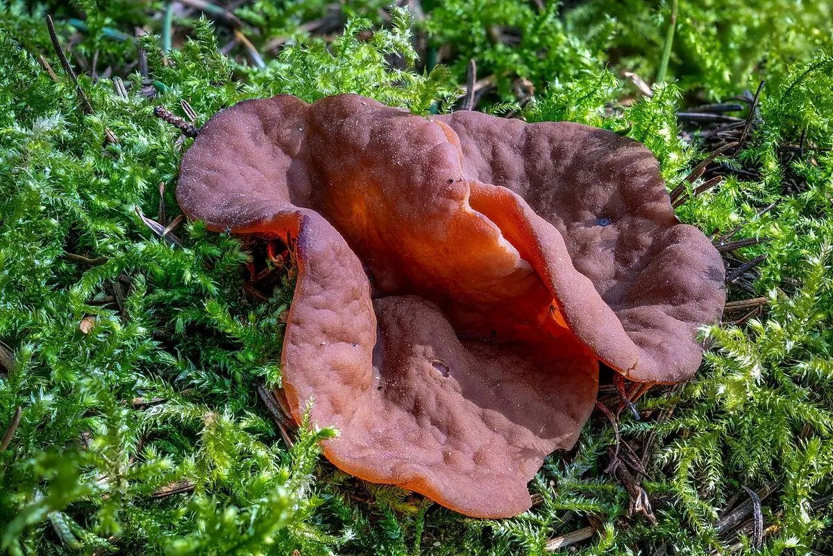 Krążkownica wrębiasta (Discina perlata) — zdjęcie 1 z 4