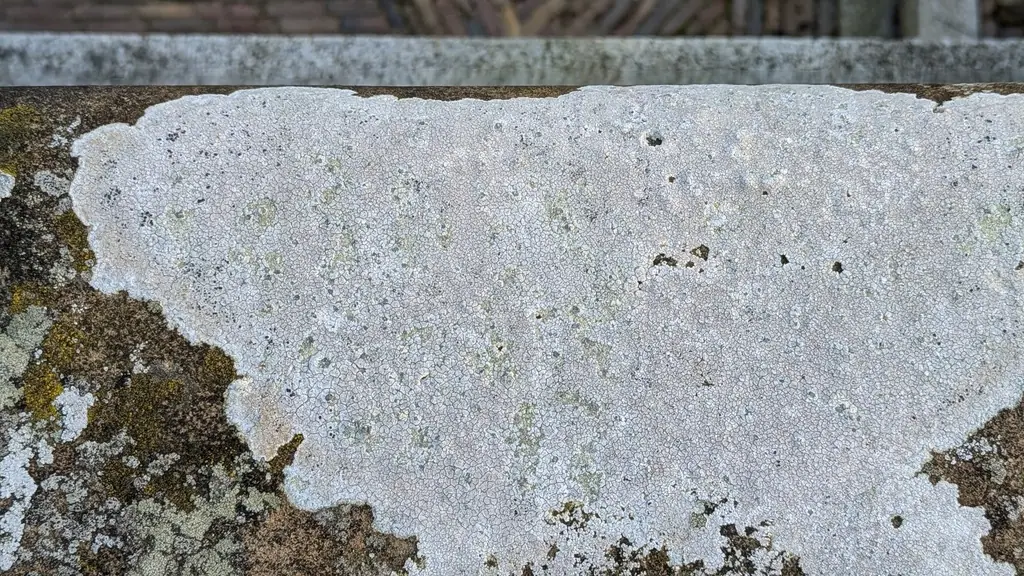 Krążniczka skalna (Lecidea lithophila) — zdjęcie 1 z 2