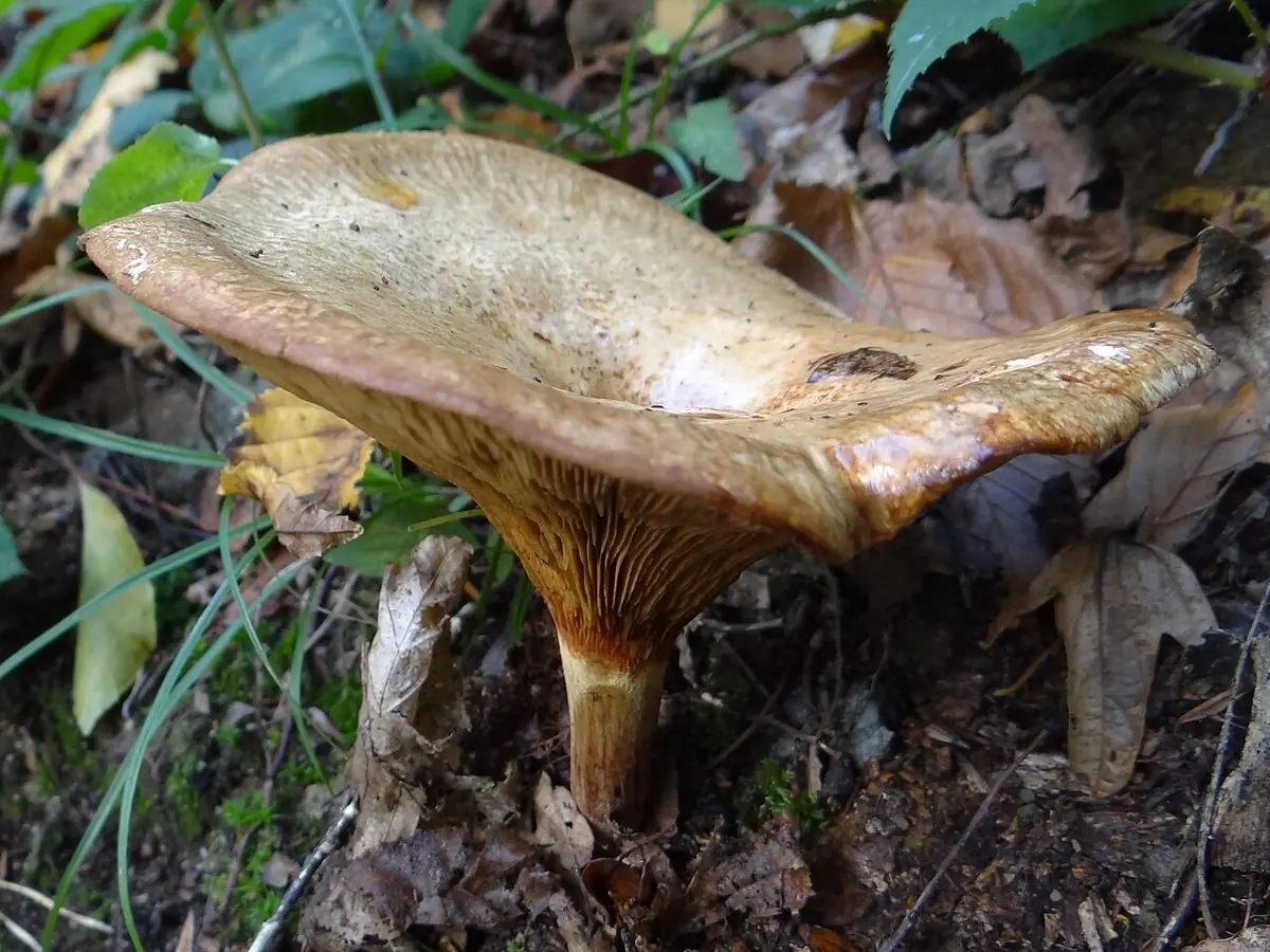 Krowiak olszowy (Paxillus rubicundulus) — zdjęcie 1 z 4