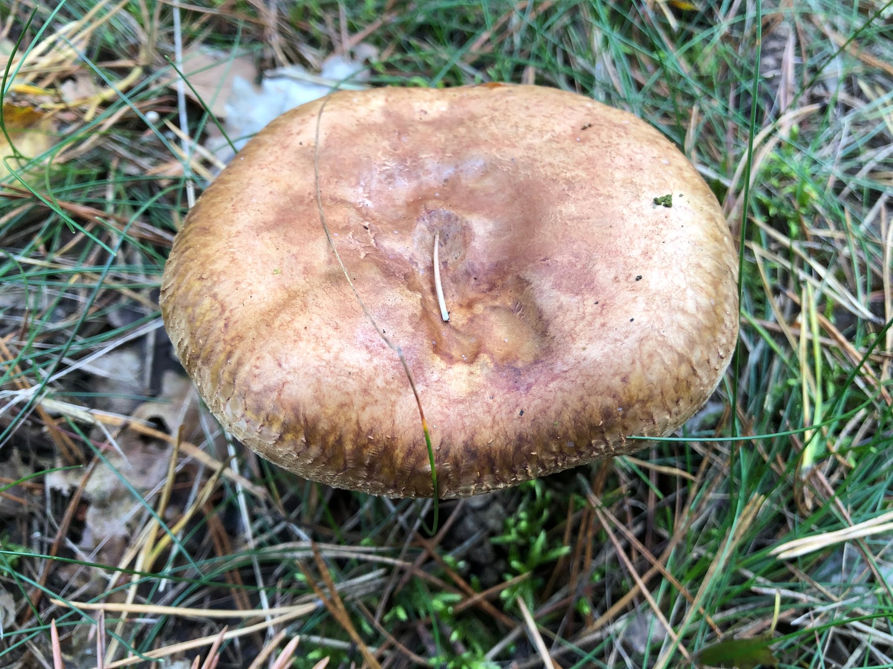 Krowiak podwinięty (Paxillus involutus) — zdjęcie 1 z 4