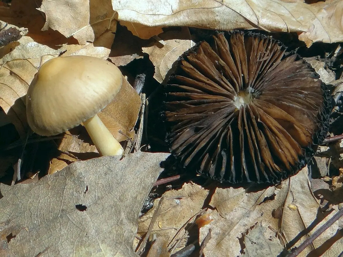 Kruchaweczka białotrzonowa (Psathyrella obtusata) — zdjęcie 1 z 4