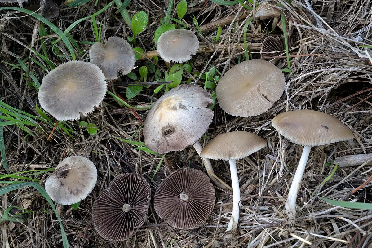 Kruchaweczka blada (Psathyrella fatua) — zdjęcie 1 z 4