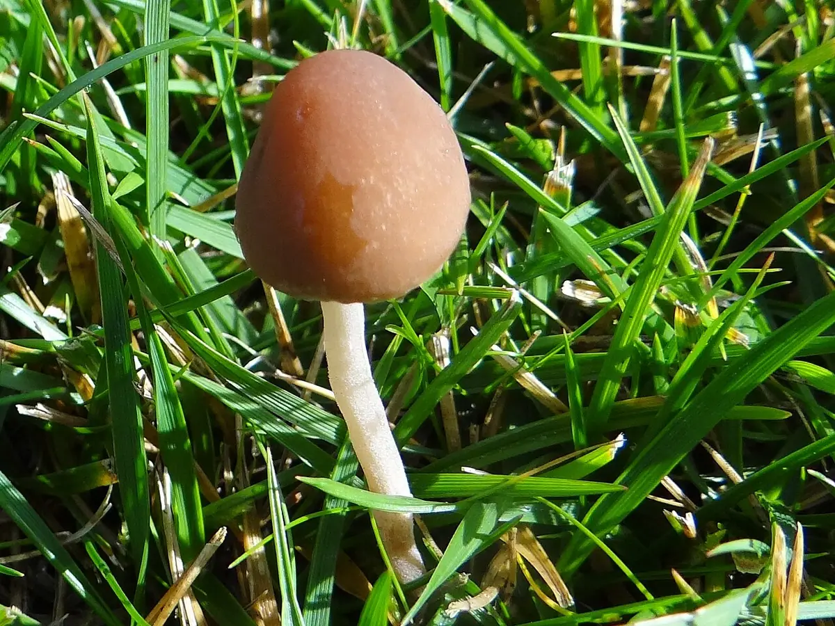 Kruchaweczka drobna (Psathyrella canoceps) — zdjęcie 1 z 4