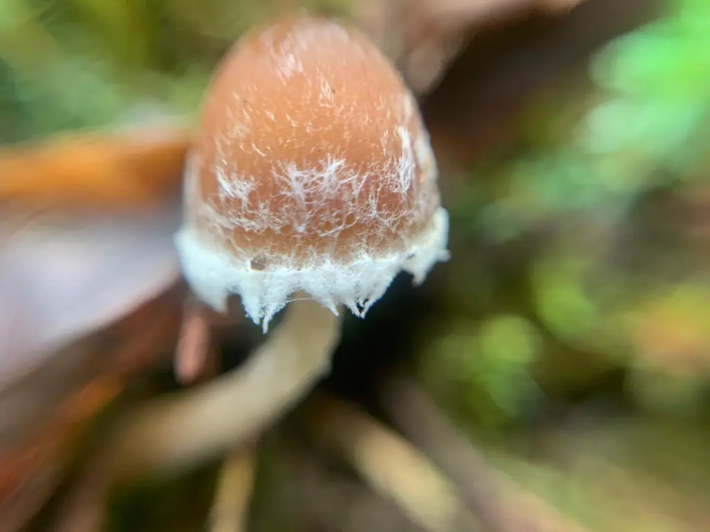 Kruchaweczka fasolowatozarodnikowa (Psathyrella frustulenta)