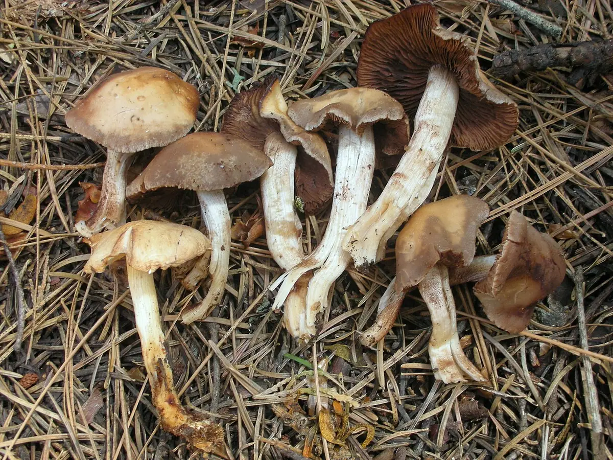 Kruchaweczka gładka (Psathyrella spadicea) — zdjęcie 1 z 4