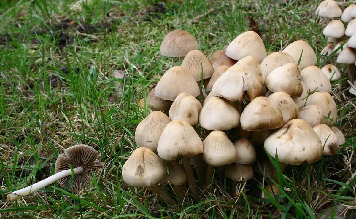 Kruchaweczka kępkowa (Psathyrella multipedata) — zdjęcie 1 z 4