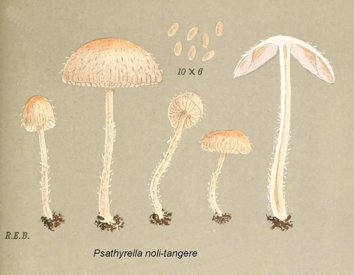 Kruchaweczka najdelikatniejsza (Psathyrella noli-tangere)