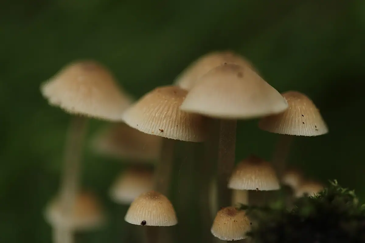 Kruchaweczka najmniejsza (Psathyrella pygmaea) — zdjęcie 1 z 3