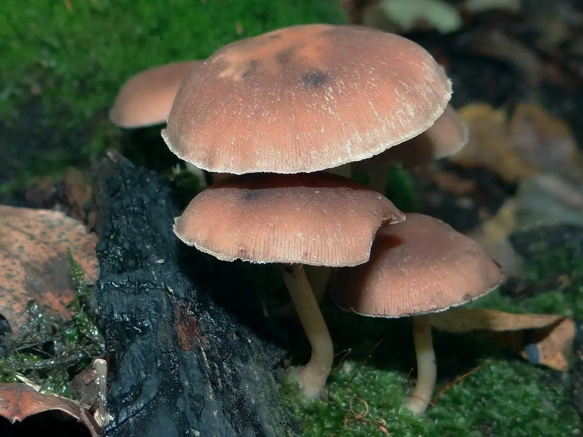 Kruchaweczka namakająca (Psathyrella piluliformis) — zdjęcie 1 z 4