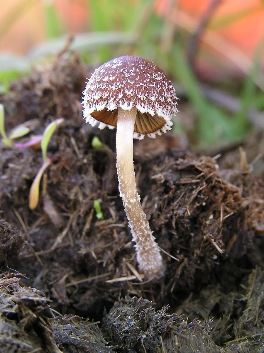 Kruchaweczka odchodowa (Psathyrella hirta) — zdjęcie 1 z 4