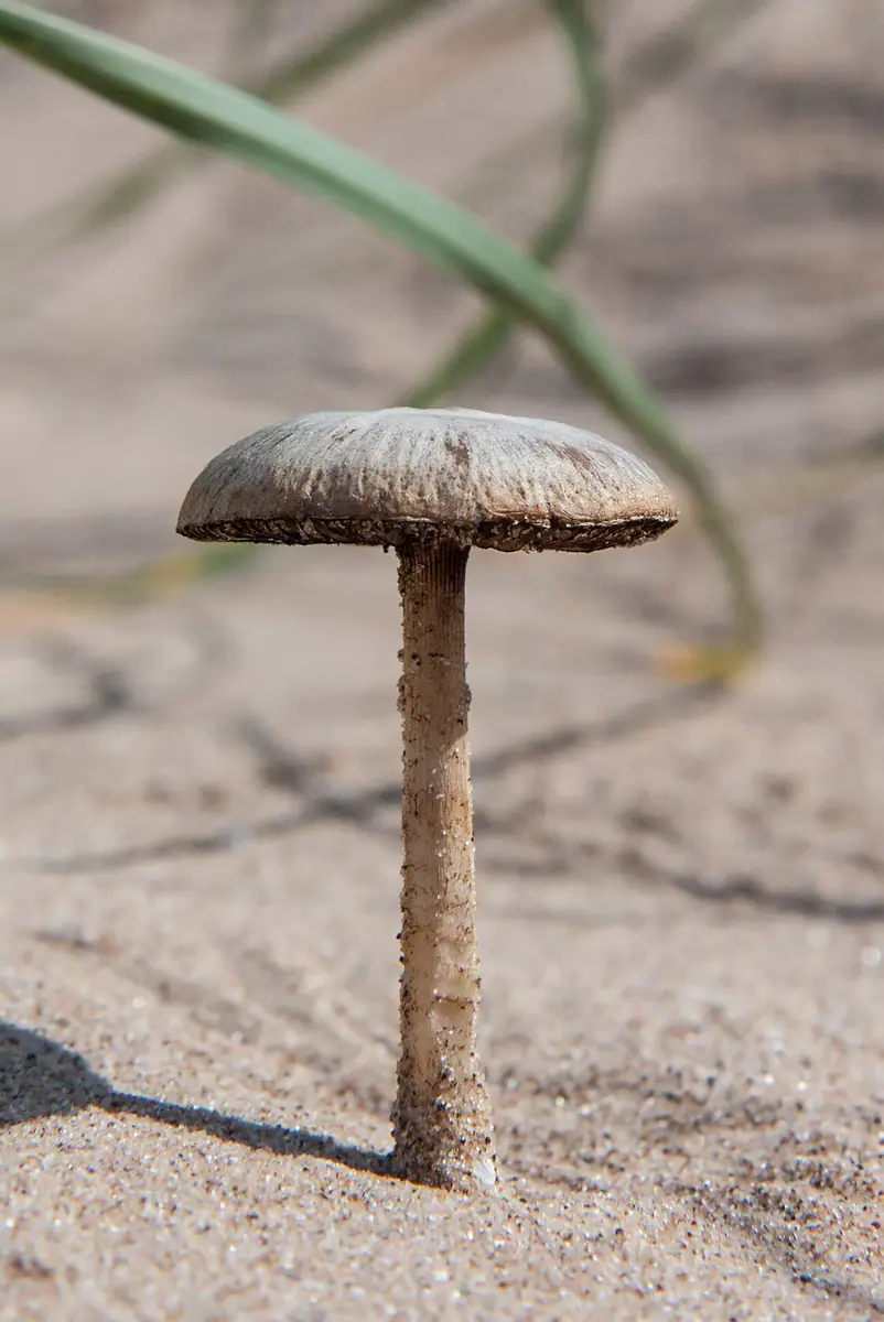 Kruchaweczka piaskowa (Psathyrella ammophila) — zdjęcie 1 z 4