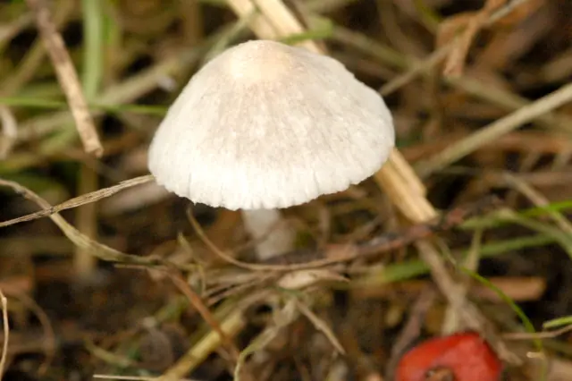 Kruchaweczka przydrożna (Psathyrella prona) — zdjęcie 1 z 4