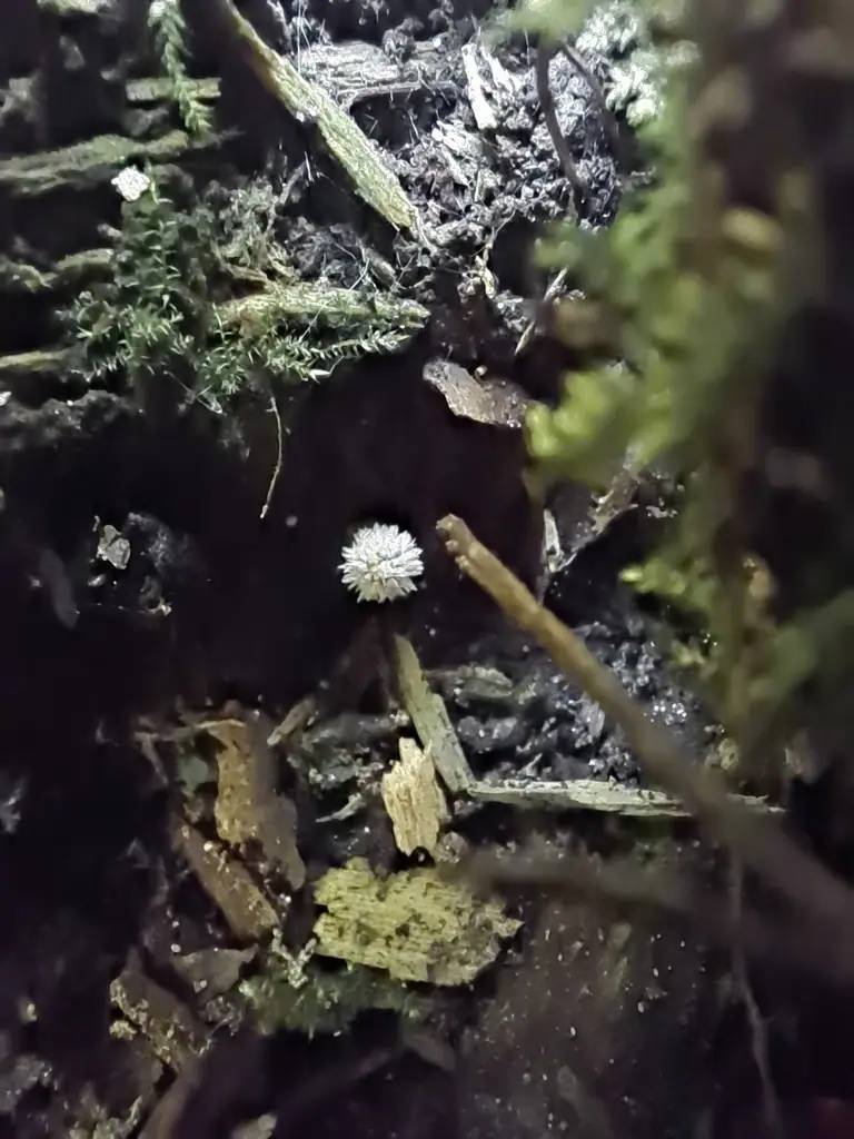 Kruchaweczka różowawa (Psathyrella impexa) — zdjęcie 1 z 4
