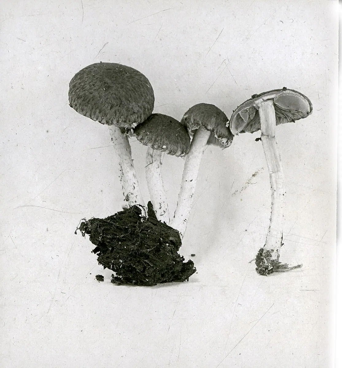 Kruchaweczka topolowa (Cystoagaricus sylvestris)