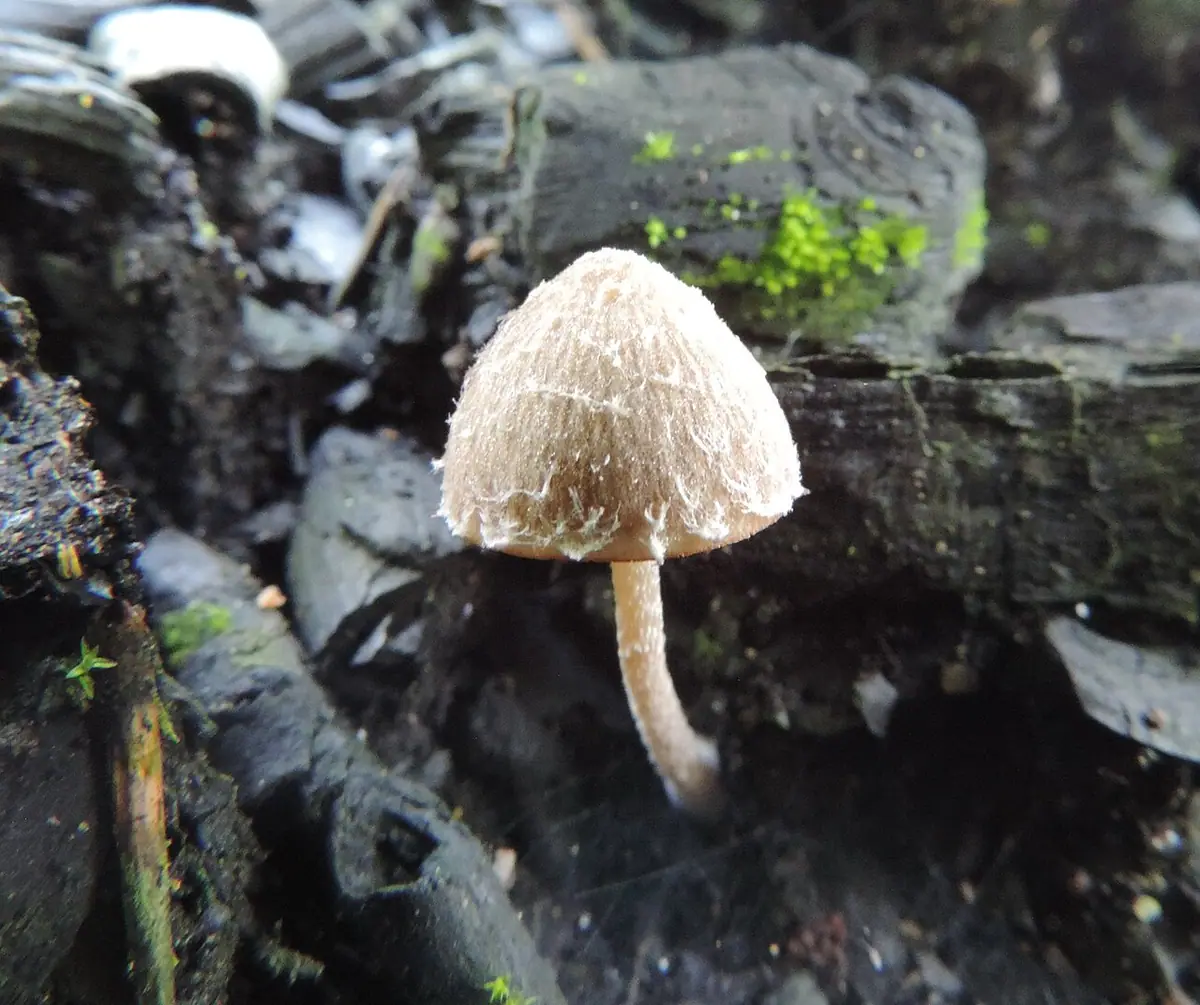Kruchaweczka wypaleniskowa (Psathyrella pennata) — zdjęcie 1 z 4