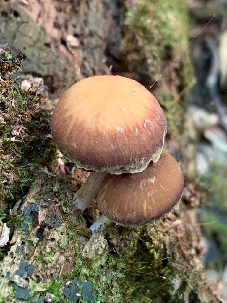 Kruchaweczka ząbkowana (Psathyrella spintrigeroides) — zdjęcie 1 z 4