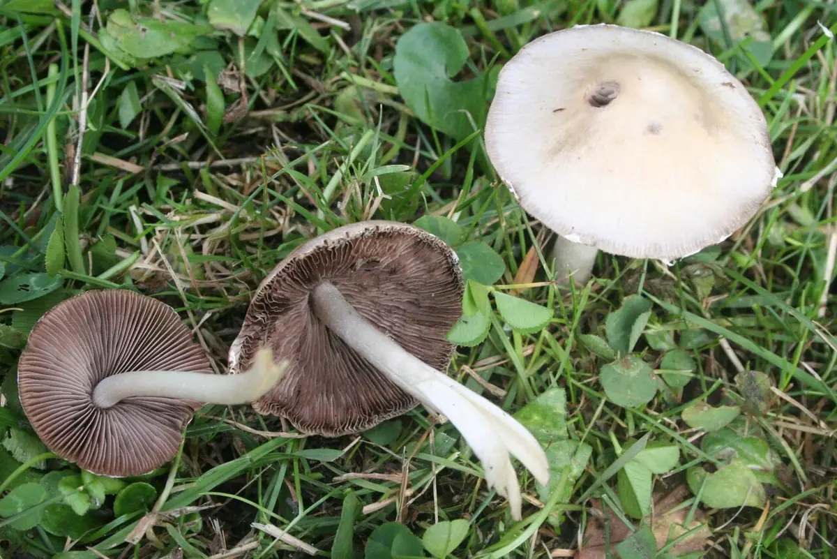 Kruchaweczka zaroślowa (Psathyrella candolleana) — zdjęcie 1 z 4