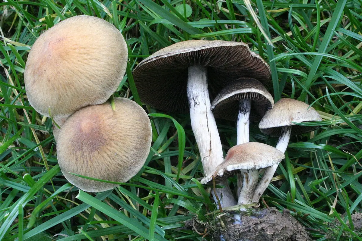 Kruchawica aksamitna (Lacrymaria lacrymabunda) — zdjęcie 1 z 4