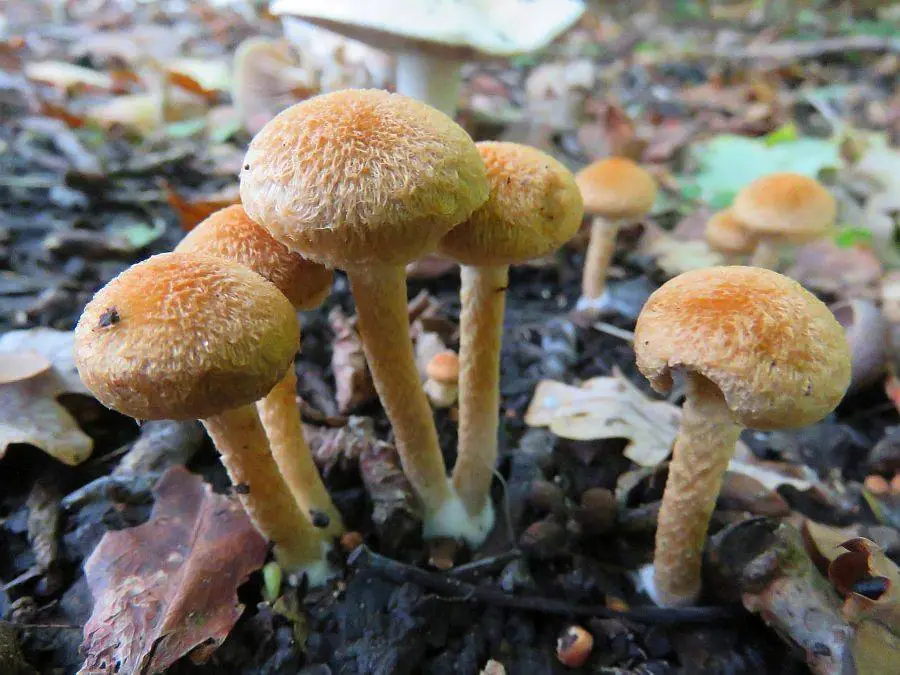 Kruchawica pomarańczowa (Lacrymaria pyrotricha) — zdjęcie 1 z 4