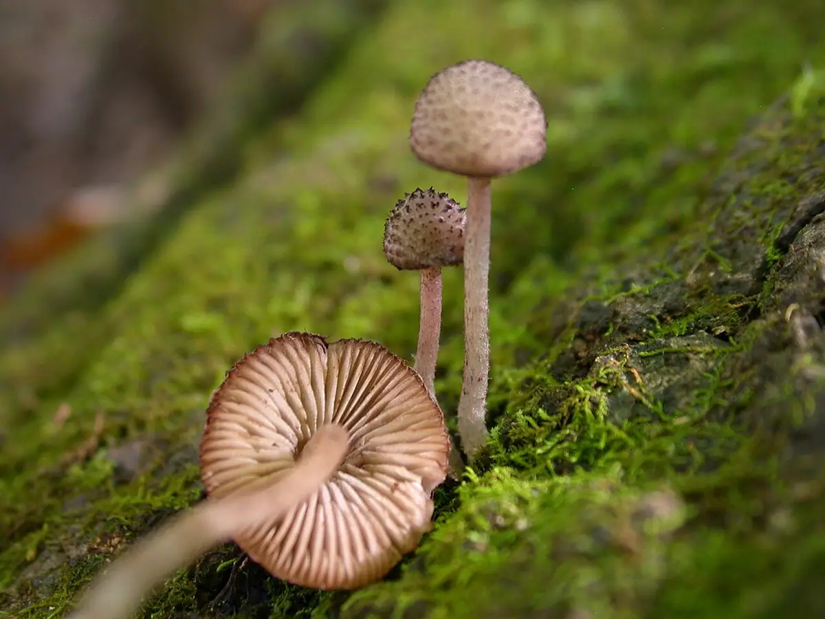 Kruchopieczarka jesionowa (Psathyrella hirtosquamulosa) — zdjęcie 1 z 4