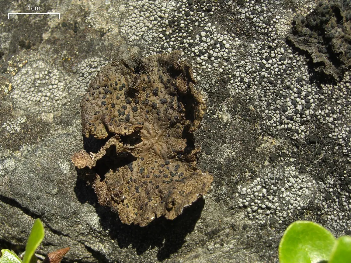 Kruszownica postrzępiona (Umbilicaria torrefacta) — zdjęcie 1 z 4