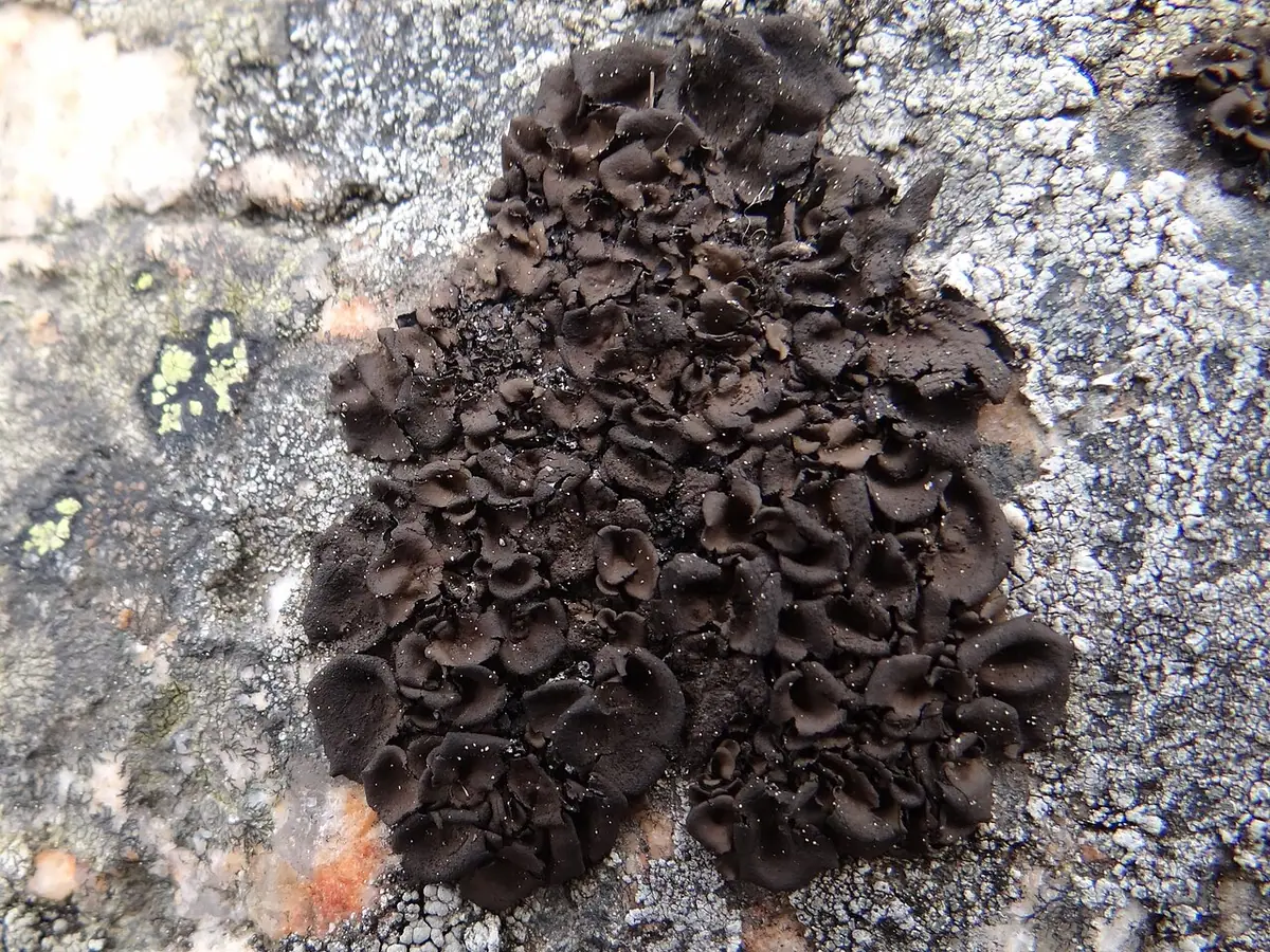 Kruszownica strojna (Umbilicaria deusta) — zdjęcie 1 z 4